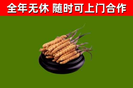 泗水回收散虫草
