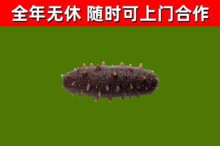 泗水回收海参干
